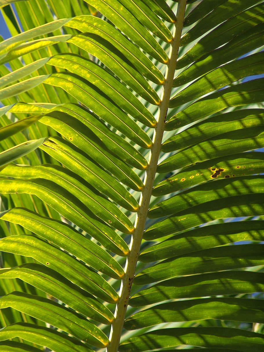 palm, frond, leaf, exotic, palm tree, palm fronds, tropical HD wallpaper