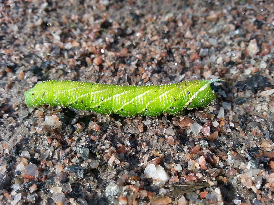 HD wallpaper: caterpillar, butterfly, green, thick, one animal, green