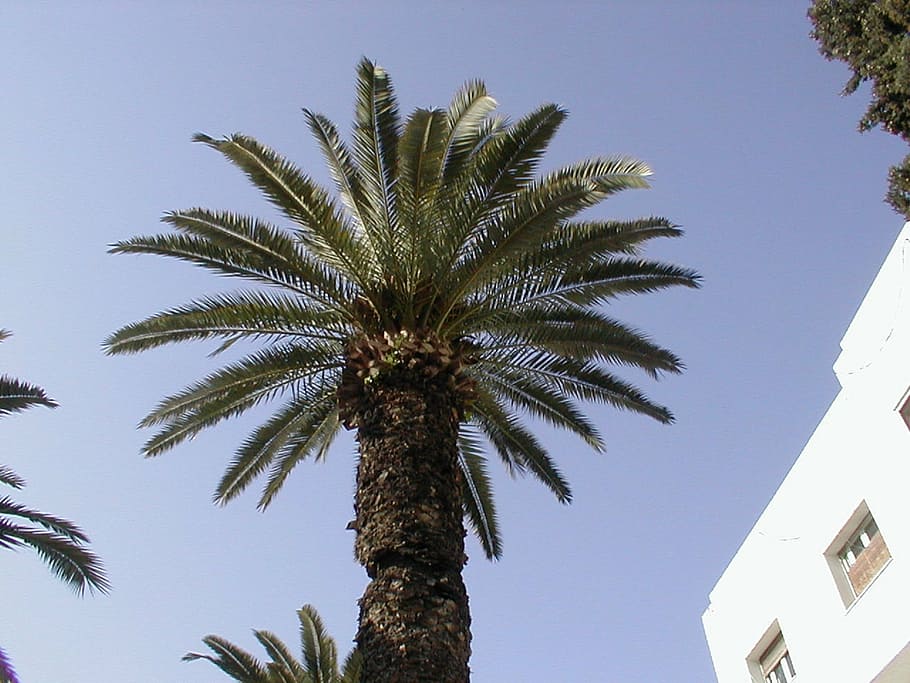 tunisia, sidi bousaid, palm, summer, holiday, palm Tree, tropical climate, HD wallpaper