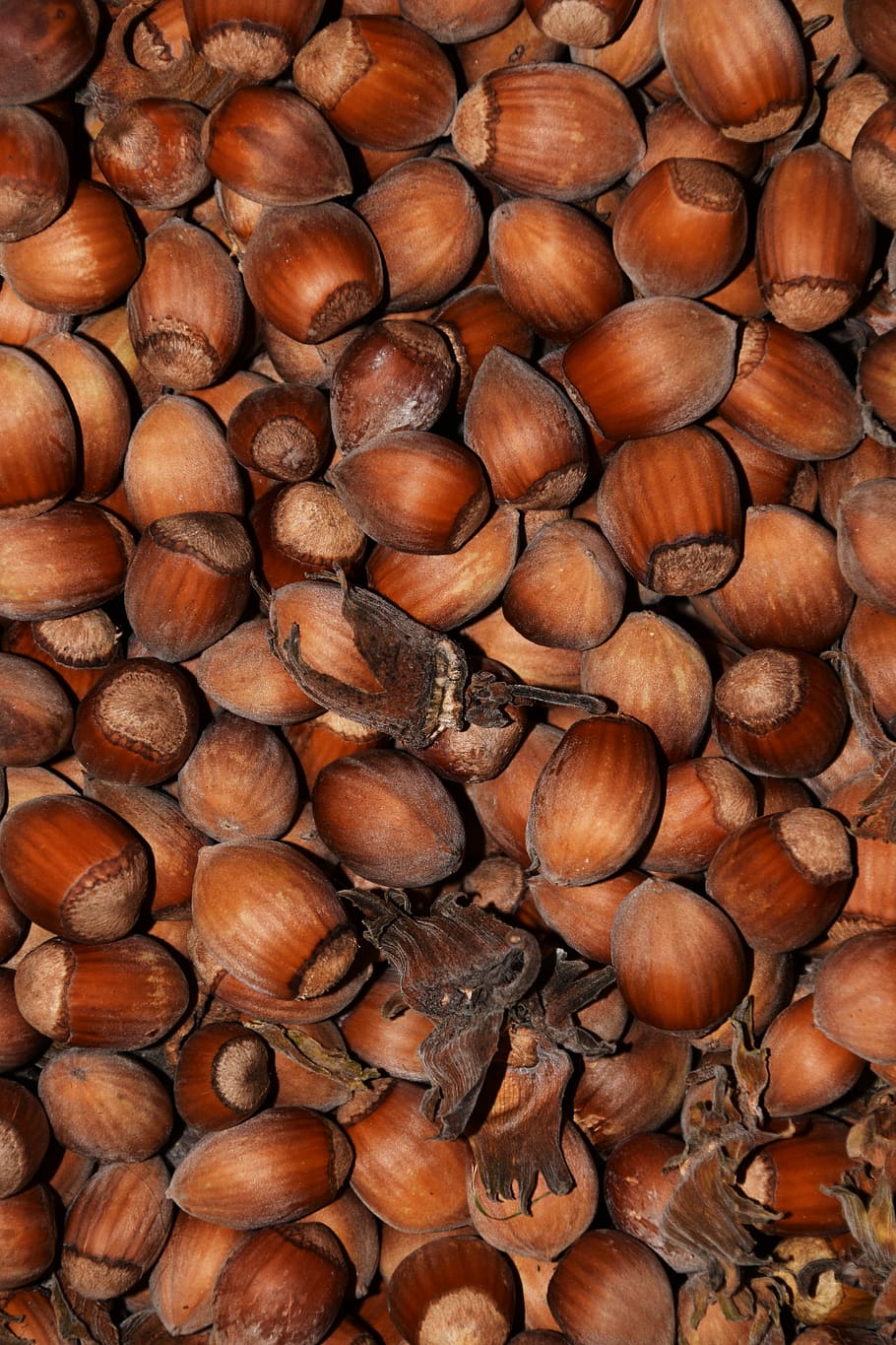 Hazelnuts, Background, Food, Eat, brown, nutshell, fruit pod HD wallpaper