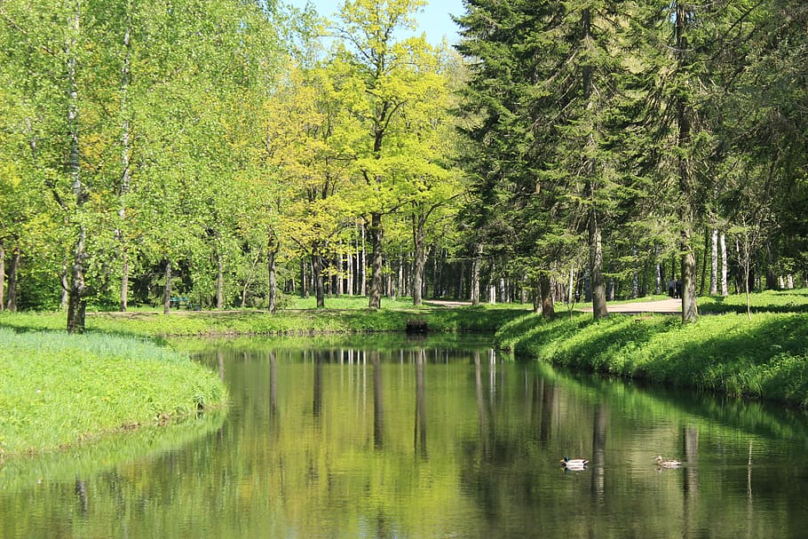 Green, Tree, Water, Duck, Grass, natural, nature, summer, green Color HD wallpaper
