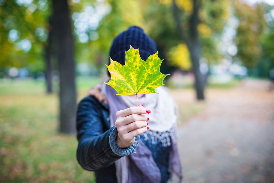 Young Girl Holding Autumn Colored Maple Leaf, bokeh, cold, hands, HD wallpaper