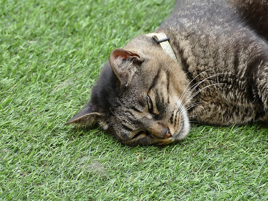 tired, cat, sleeping, mammal, animal themes, pets, relaxation HD wallpaper