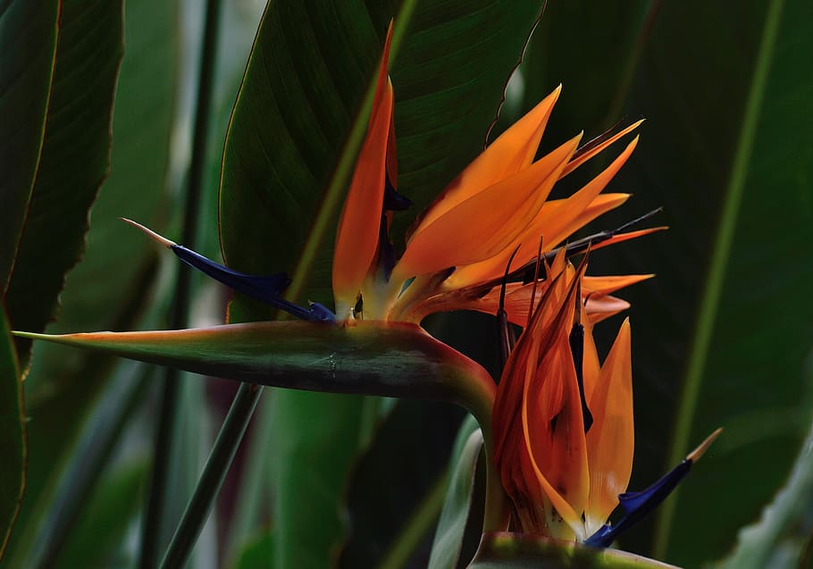 bird of paradise, flower, royal botanical gardens, hamilton ontario, HD wallpaper