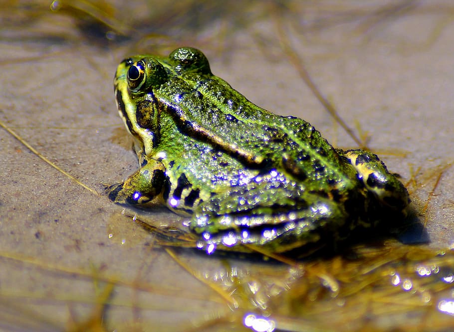 Green, Green, Green Frog, High, water frog, pond, animal, frog pond HD wallpaper