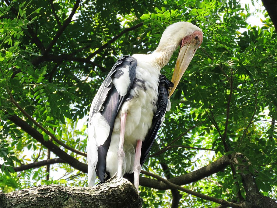 Heron, Tree Branch, Bird, resting, one animal, animal wildlife HD wallpaper