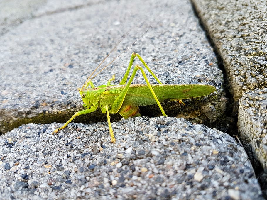 animal, grasshopper, green, one animal, animal themes, animals in the wild HD wallpaper
