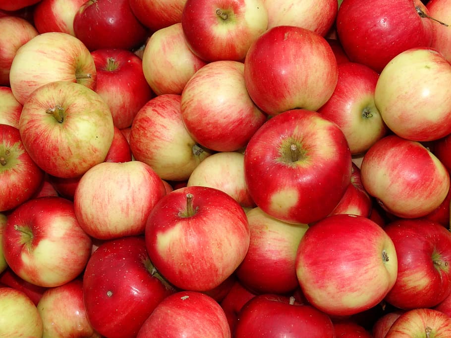pile of honeycrisp apple, apple bunch, fruits, red, yellow, food, HD wallpaper