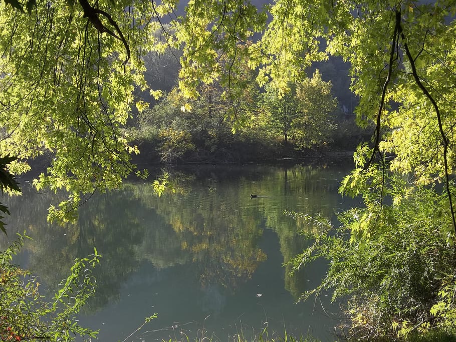 nature, water courses, reflections, tree, plant, tranquility HD wallpaper