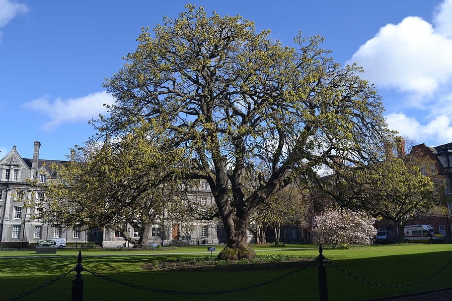 Big Tree, Dublin, City, Trinity College, building exterior, HD wallpaper