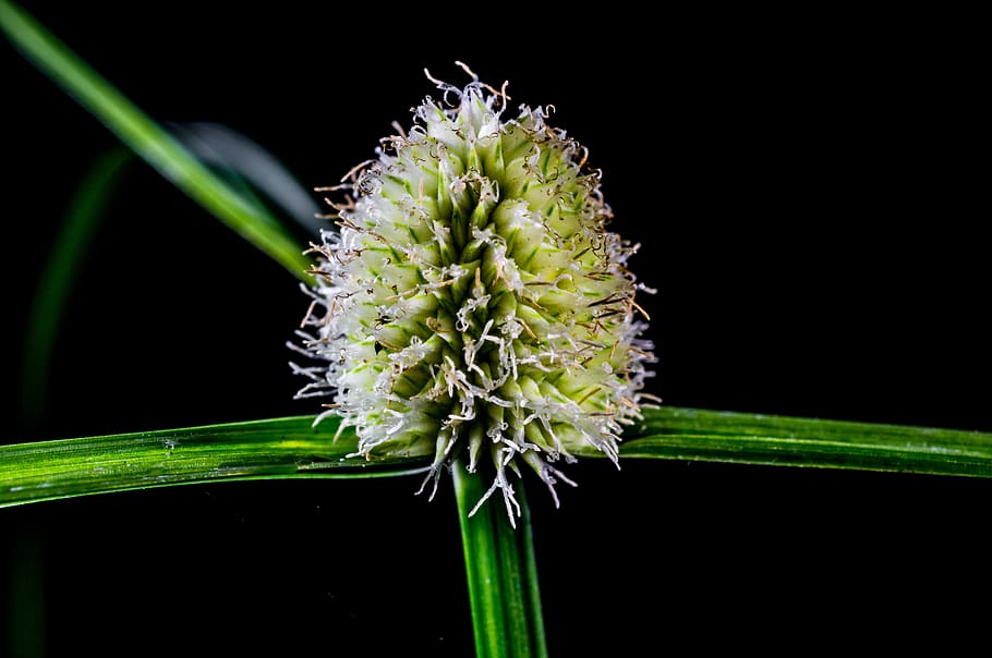 grass, weed, blossom, bloom, freshness, flower, plant, beauty in nature HD wallpaper
