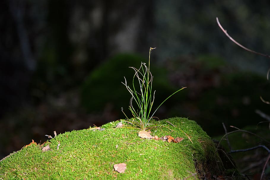 grass, moss, forest, nature, grow, sprout, plant, growth, no people HD wallpaper