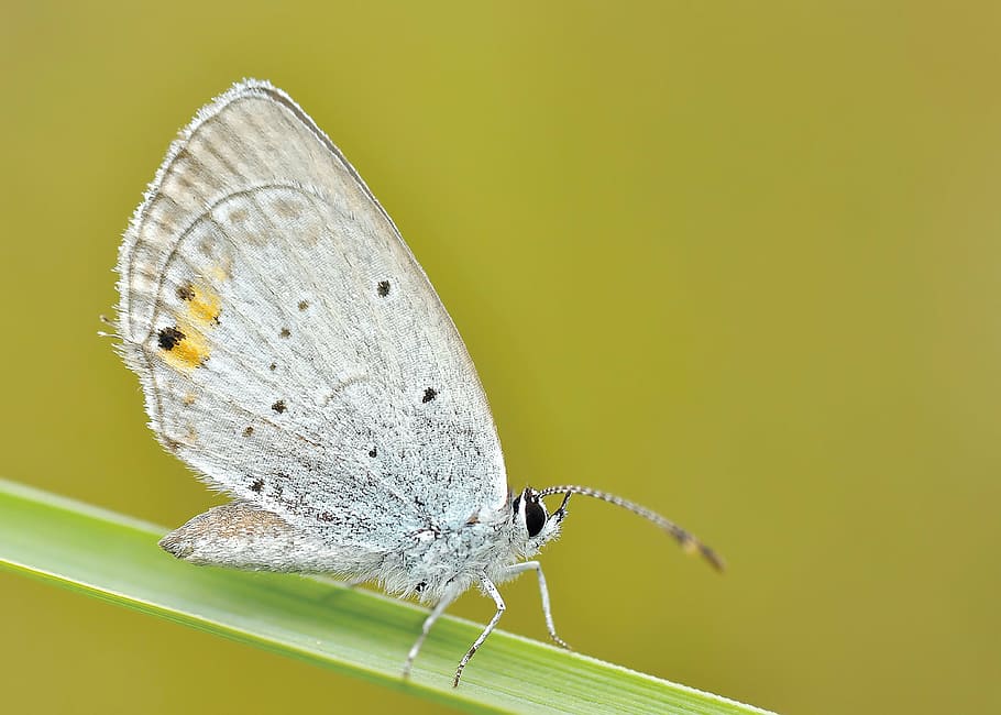 female Common Blue butterfly perched on green leaf closeup photography HD wallpaper