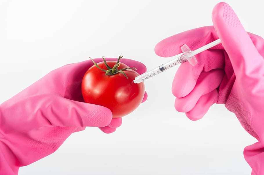 person in pink rubber glove using syringe in tomato, modified