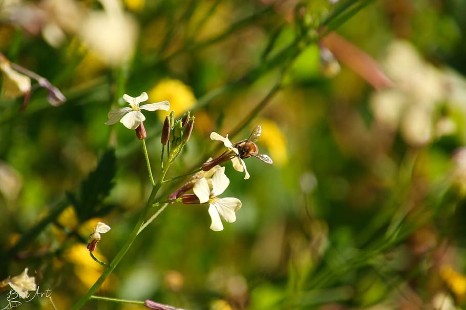 Bee, Flower, Yellow, White, Blossom, field, spring, nature HD wallpaper