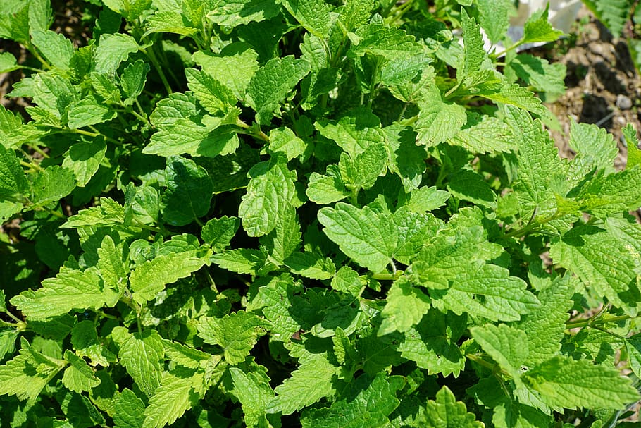 peppermint, plant, tee, drink, summer, garden, kitchen, cosmetics HD wallpaper