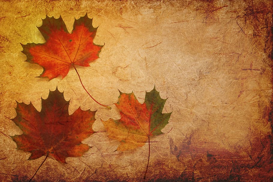 three withered maple leaves, texture, background, autumn, paper, HD wallpaper