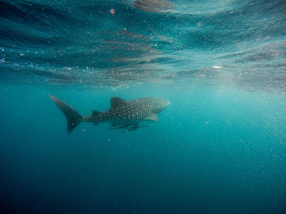 whale shark swimming underwater, gray aquarium fish under water, HD wallpaper