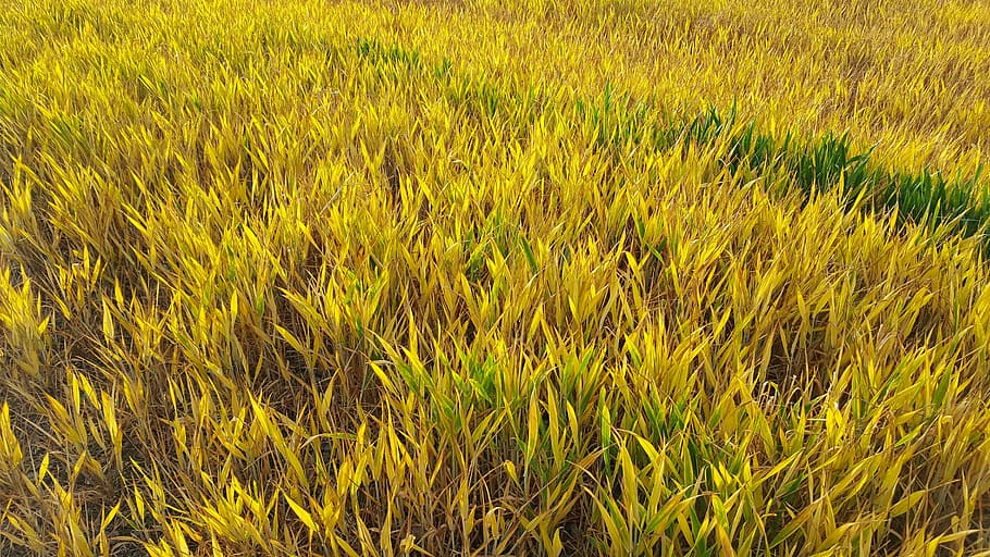 Fields, Crop, Nature, grass, growth, green color, plant, yellow HD wallpaper