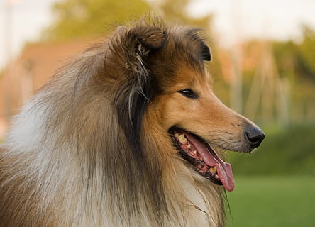 Hd Wallpaper Long Coated Brown And White Dog Rough Collie Lassie Animal Wallpaper Flare