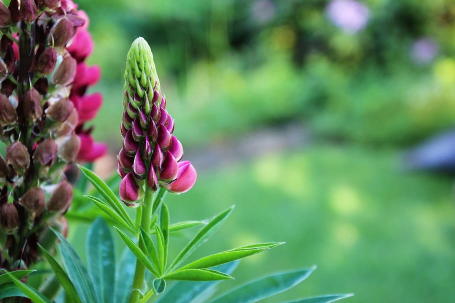 flower, spring, garden, green, pink, plant, flowering plant HD wallpaper