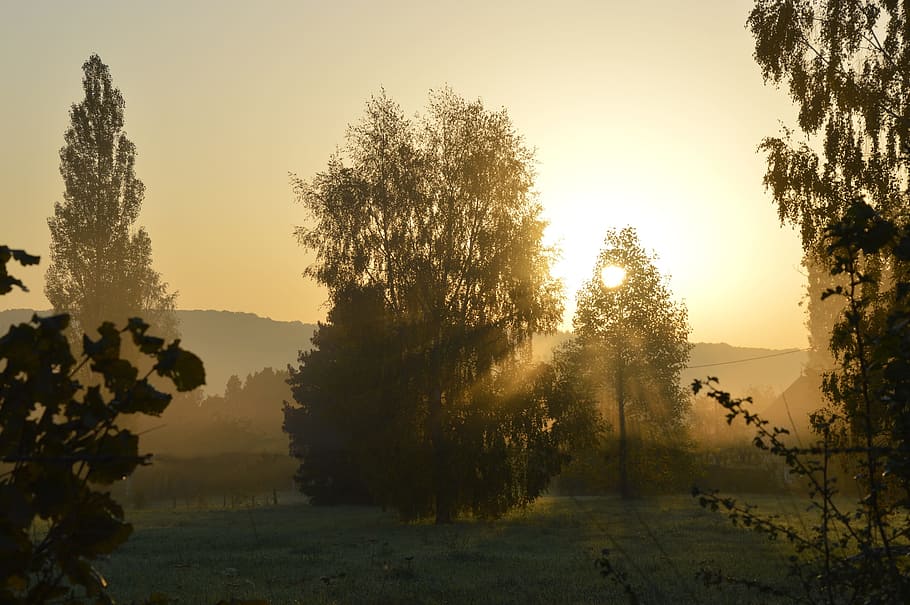 morning, sun, tree, plant, sky, beauty in nature, tranquility HD wallpaper
