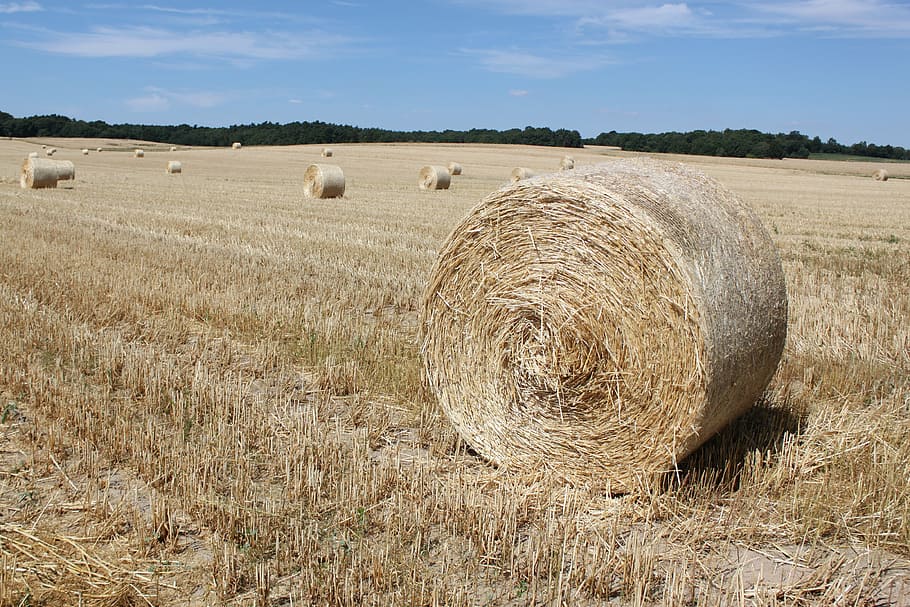 HD wallpaper: field, harvest, hay bales, cereals, straw bales ...