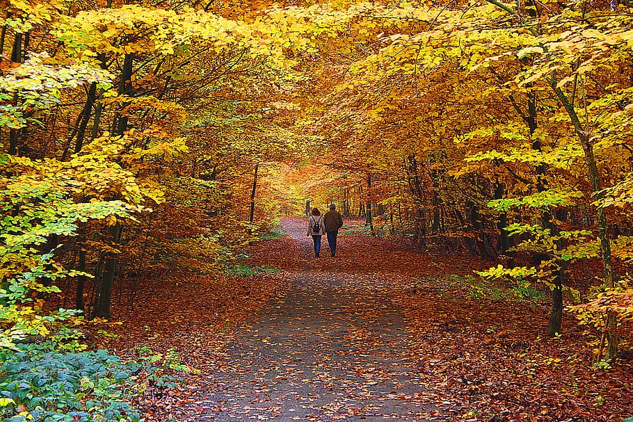 autumn, leaf, nature, tree, maple, path, landscape, golden HD wallpaper