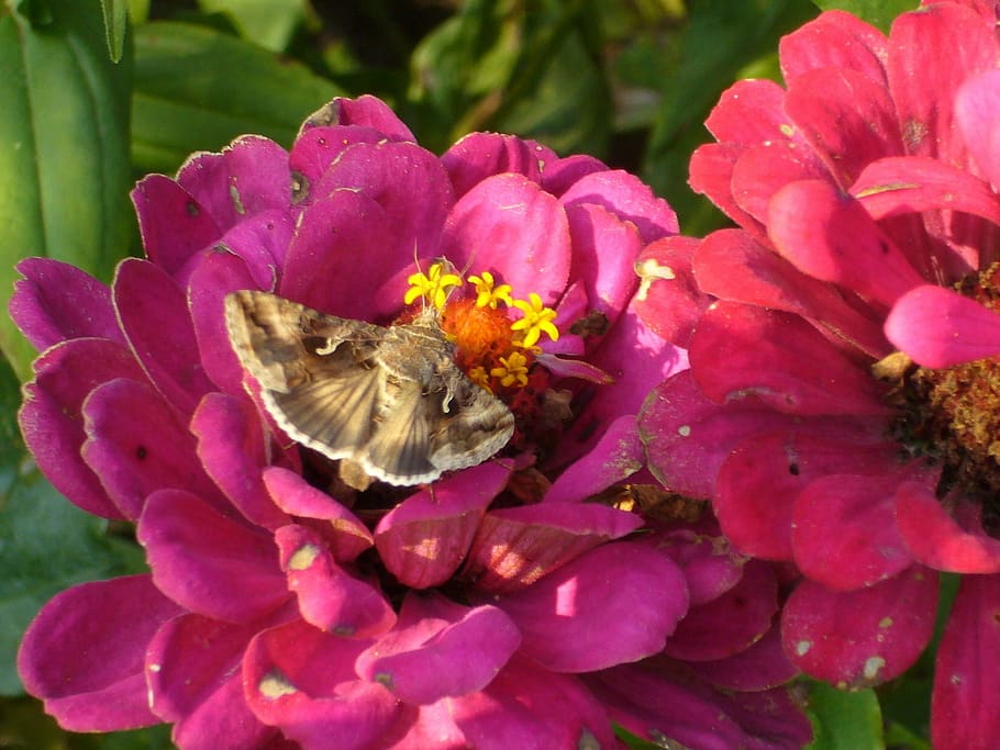 hummingbird hawk moth, butterfly, flowers, summer, nature, insect, HD wallpaper