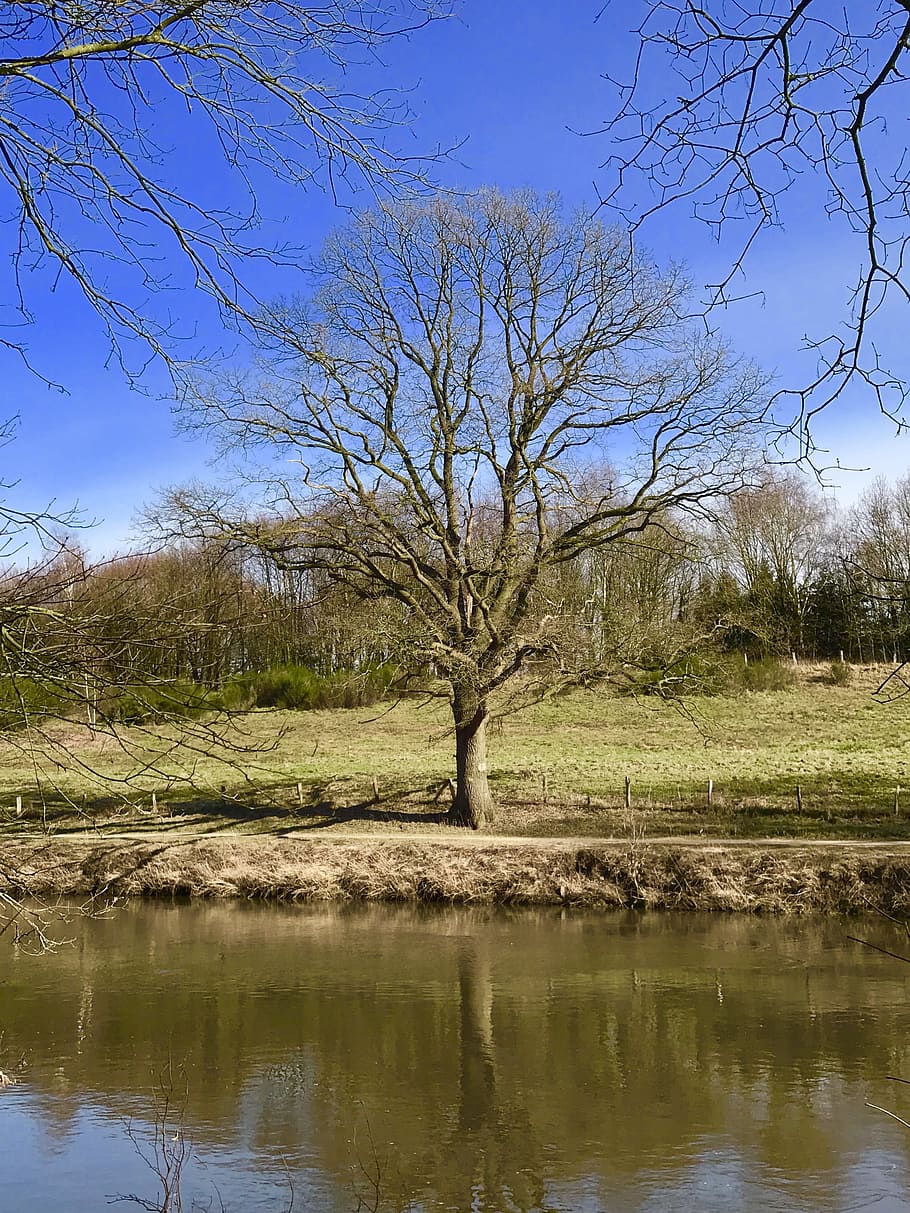nature, tree, landscape, waters, grass, rural, plant, river HD wallpaper