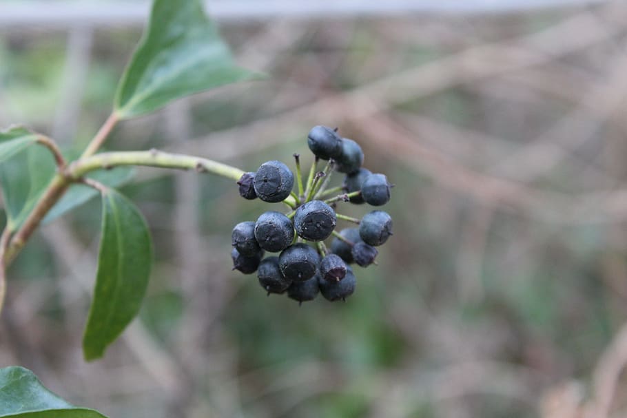 berry, nature, ivy, fruit, food, food and drink, healthy eating HD wallpaper