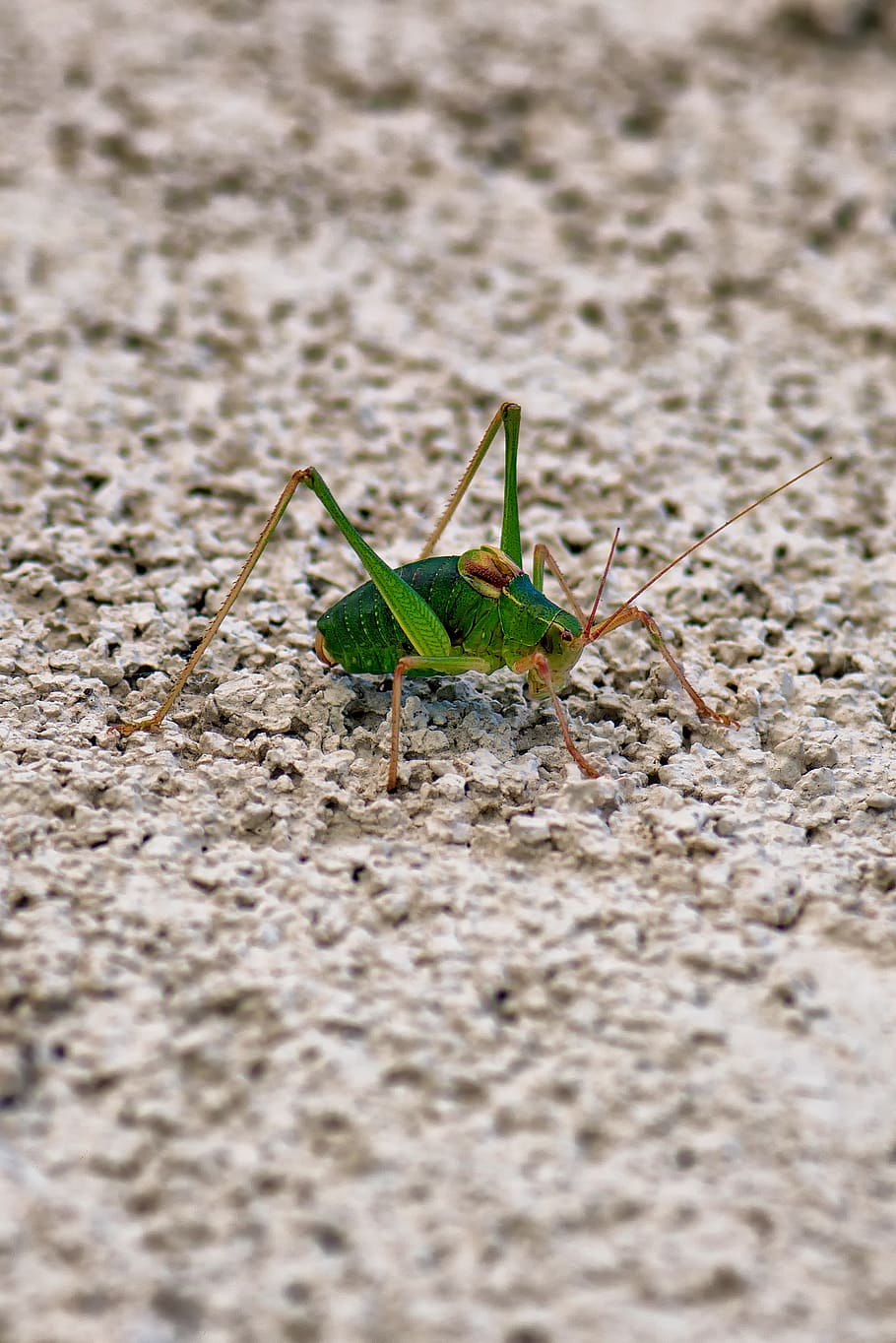 grasshopper, barbitistes, insect, green, macro, animal themes HD wallpaper