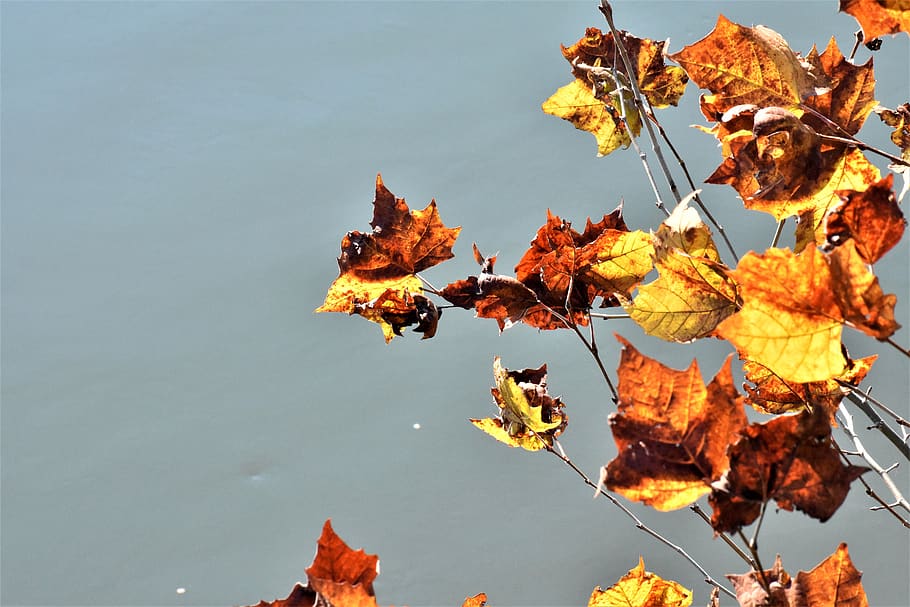 fall, leaves, autumn, nature, leaf, plant part, change, no people HD wallpaper