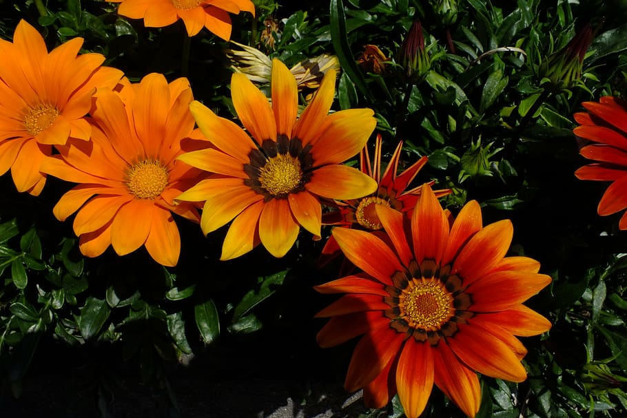 flower, nature, orange, flowering plant, petal, vulnerability HD wallpaper
