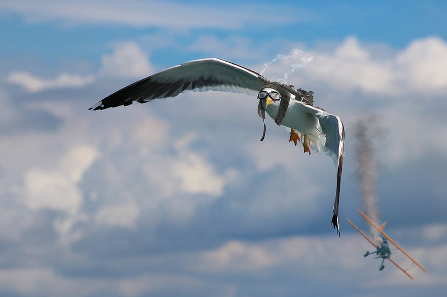 bird flying beside airplane, seagull, double decker, air combat HD wallpaper