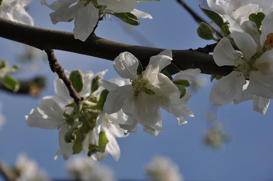 blossom, bloom, cherry blossoms, white, flowering plant, beauty in nature HD wallpaper