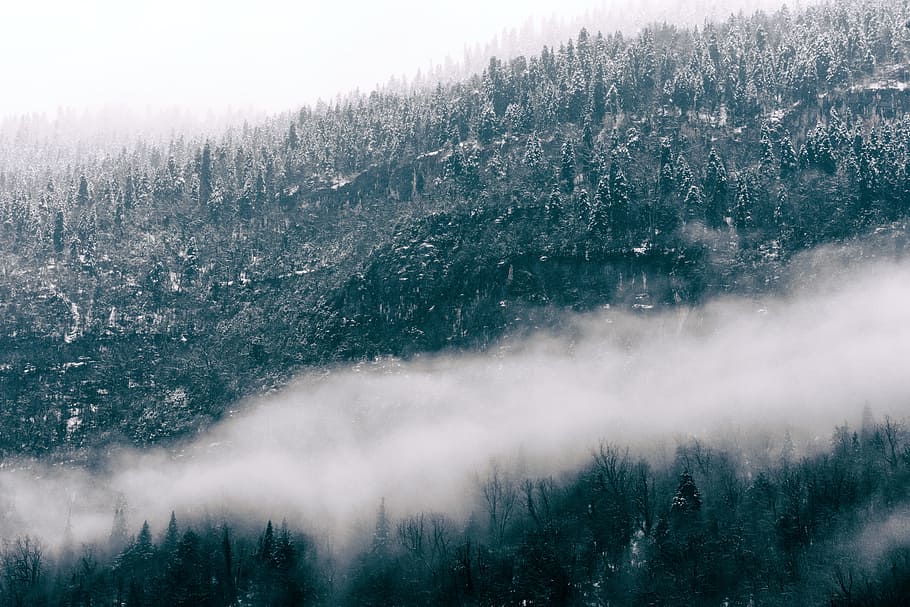 landmark photography of forest, trees covered mist, fog, cloud HD wallpaper