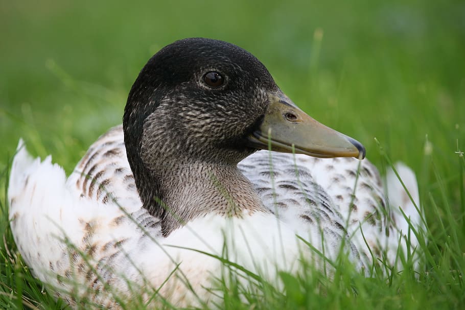 duck, outside, animals, animal themes, bird, one animal, animals in the wild HD wallpaper