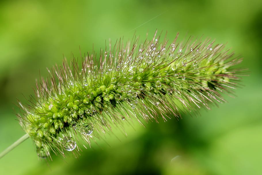 green leaf plant, pool, foxtail, nature, abstract, plants, forest HD wallpaper