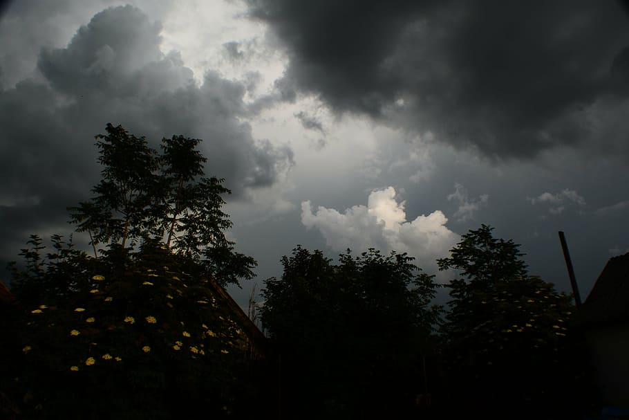 cloud, sky, storm, weather, tree, cloud - sky, plant, nature HD wallpaper