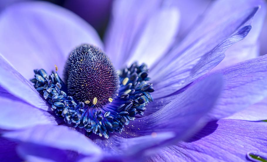 micro photography of purple petaled flower, anemone, bloom HD wallpaper