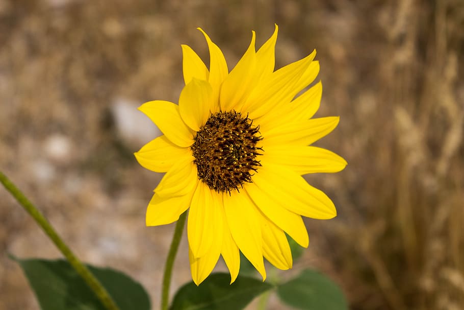 nature, flora, flower, closeup, summer, field, leaf, floral HD wallpaper