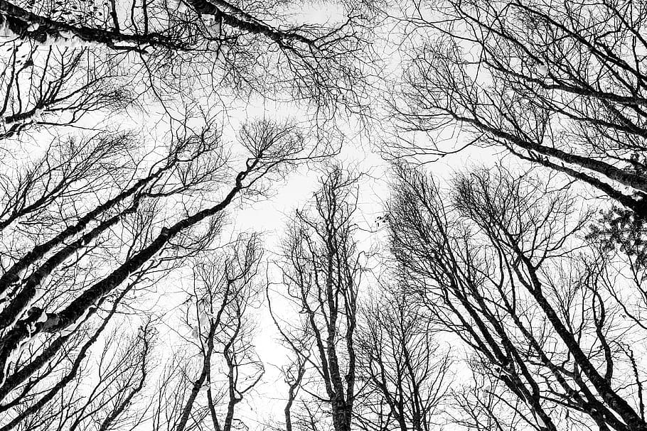 trees, plants, nature, sky, sunny, winter, branch, low angle view HD wallpaper