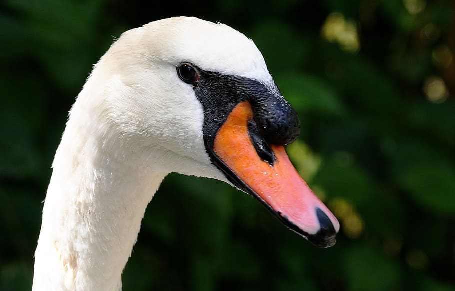 swan, neck, bill, elegance, bird, large, white, close-up, cygnus HD wallpaper