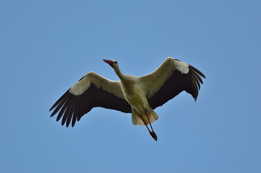 Stork, Fly, Elegant, Feather, Bird, plumage, nature, animals HD wallpaper