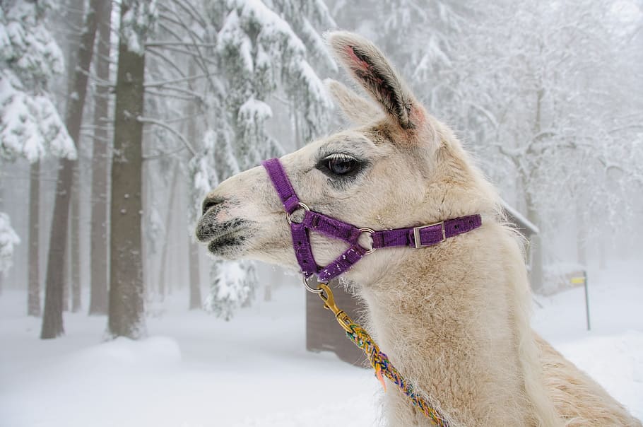 lama, winter, head, snow, hair, furry, mammal, fluffy, cold HD wallpaper