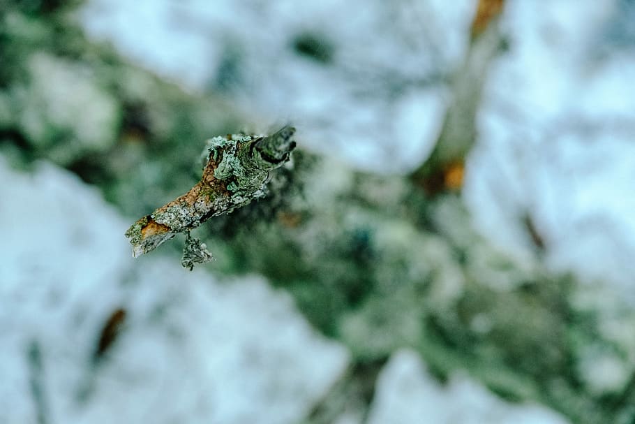selective focus photo of gray tree branch, white bare tree, bark HD wallpaper