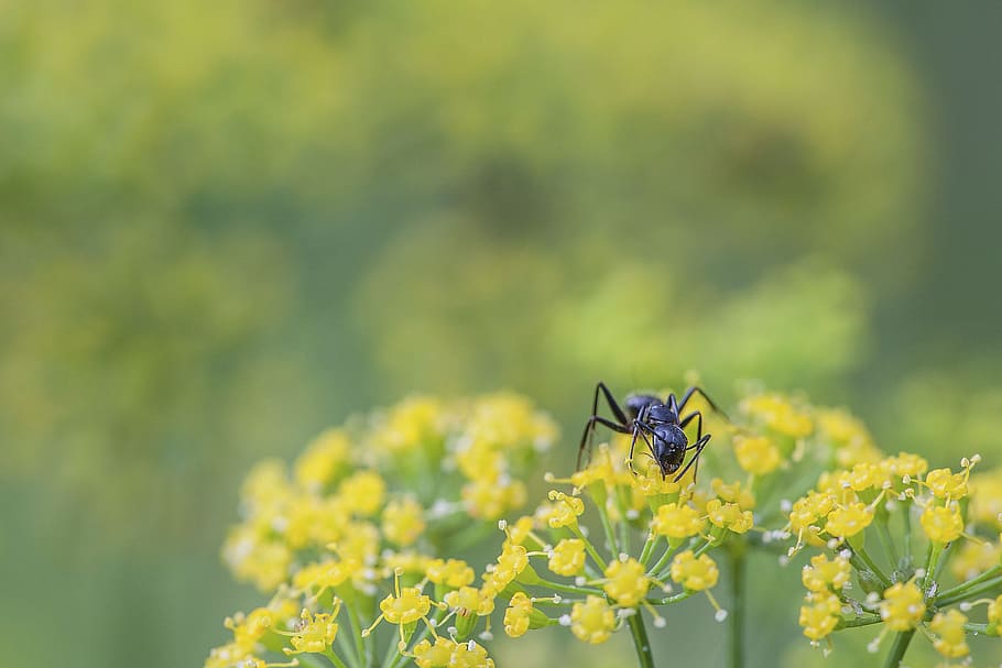 ant, black ant, macro, nature, insect, antenna, bug, small HD wallpaper