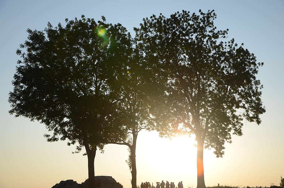tree, sun, nature, light, sunset, field, forest, twilight, plant HD wallpaper