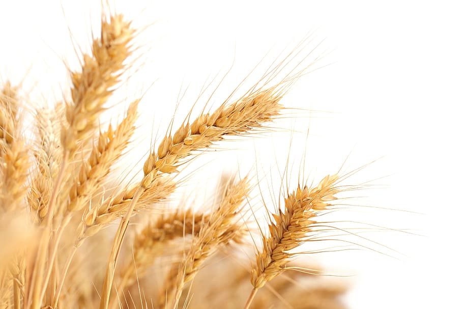 photo of rice grains, wheat, in wheat field, crop, cereal plant HD wallpaper